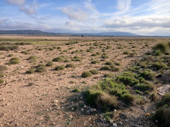 25.000m2 perceel in Yecla met irrigatiewater