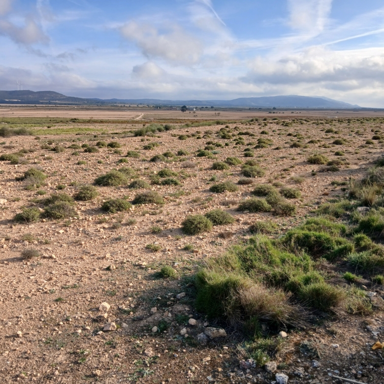 25.000m2 perceel in Yecla met irrigatiewater