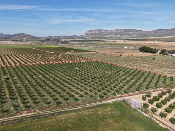 Land te koop in Spanje: Bouwperceel van 21.625 m² met amandelbomen in Yecla (Murcia)