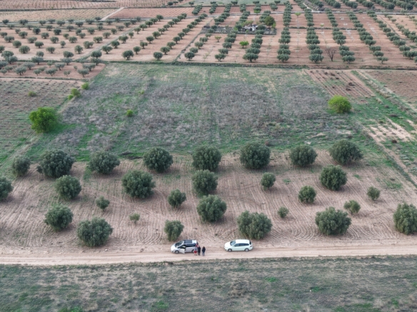Bouwgrond te koop in Jumilla: Groot bouwperceel met volgroeide olijfbomen
