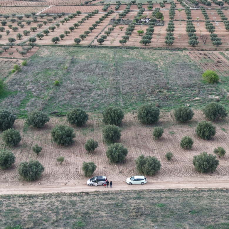 Bouwgrond te koop in Jumilla: Groot bouwperceel met volgroeide olijfbomen