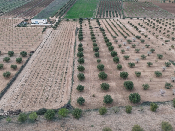 Prachtig vlak bouwperceel met volwassen olijfbomen te koop in Jumilla (Murcia)