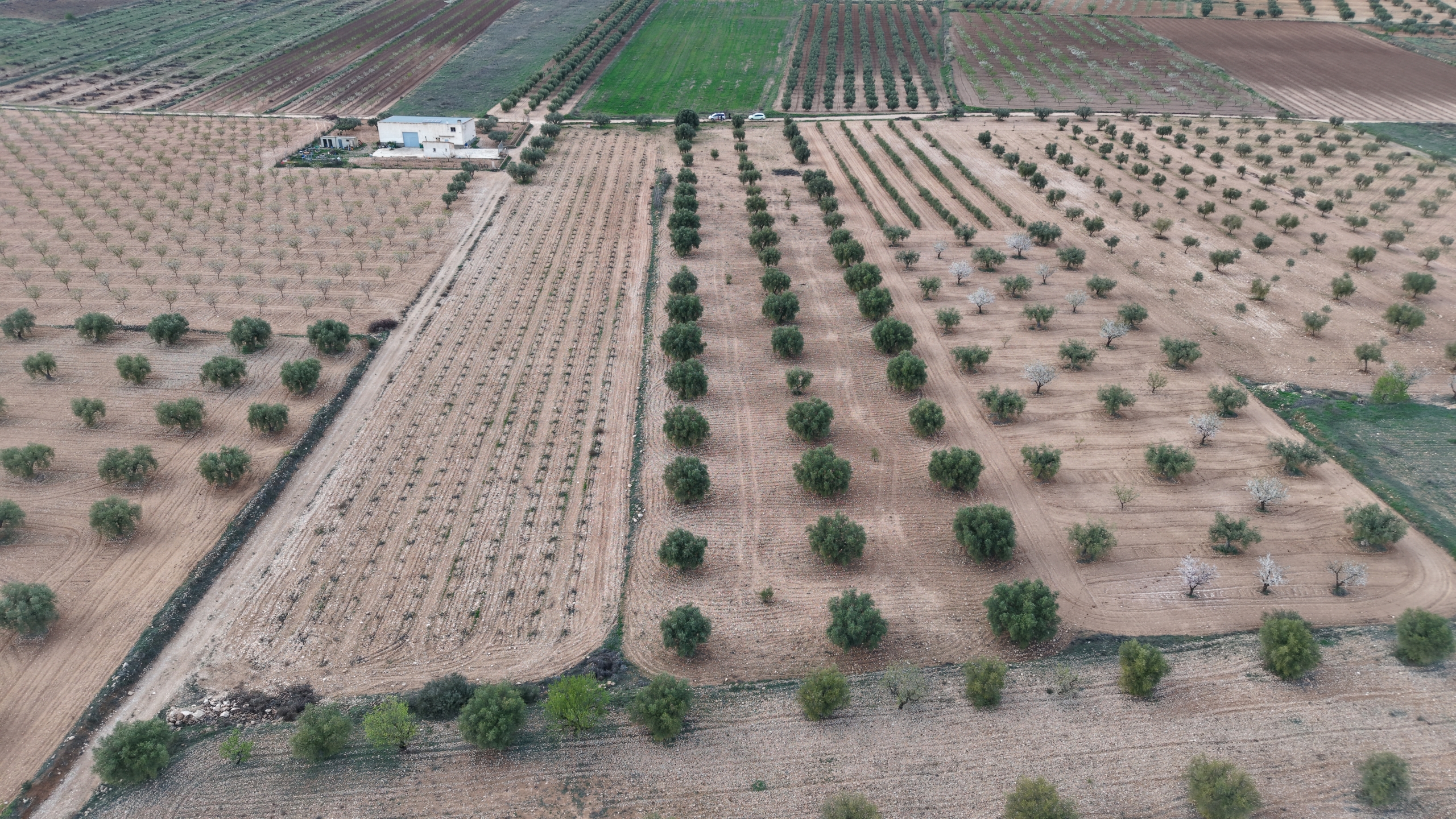 Prachtig vlak bouwperceel met volwassen olijfbomen te koop in Jumilla (Murcia)