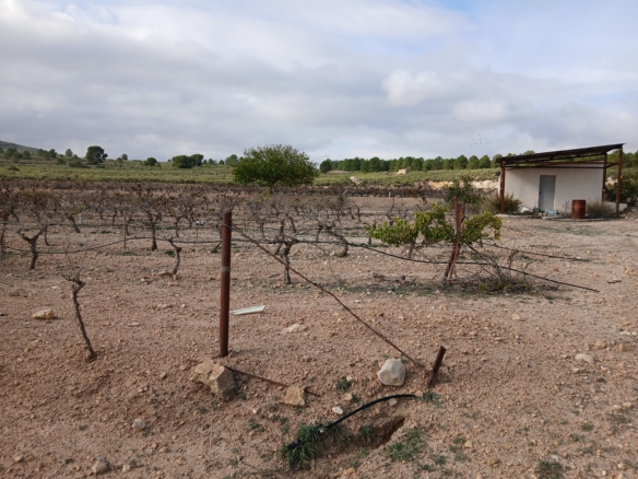 Exclusieve Investeringskans: 60 Hectare Geïrrigeerd Landgoed in Yecla (Murcia)