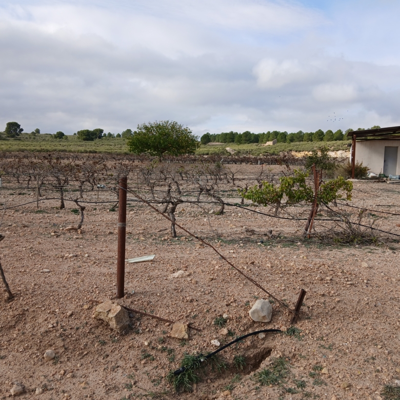 Exclusieve Investeringskans: 60 Hectare Geïrrigeerd Landgoed in Yecla (Murcia)