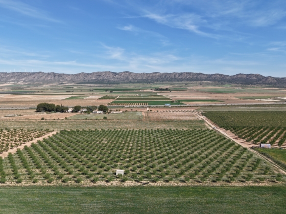 Land te koop in Spanje: Bouwperceel van 21.625 m² met amandelbomen in Yecla (Murcia)