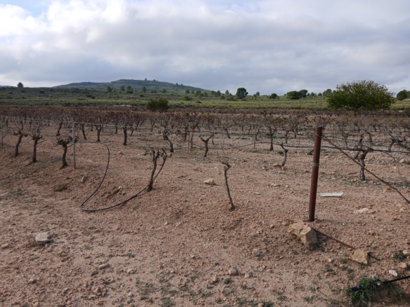Exclusieve Investeringskans: 60 Hectare Geïrrigeerd Landgoed in Yecla (Murcia)