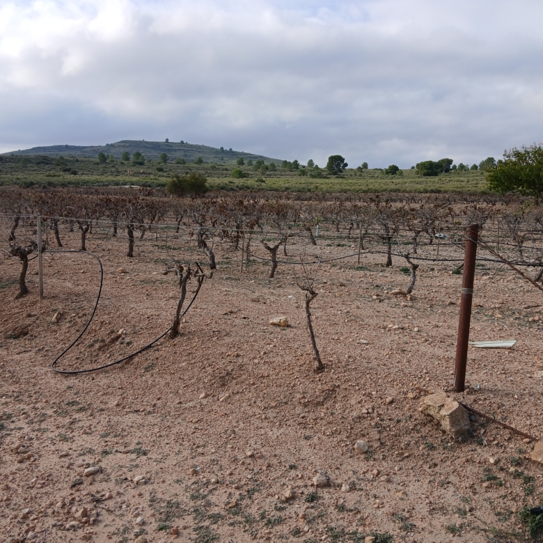Exclusieve Investeringskans: 60 Hectare Geïrrigeerd Landgoed in Yecla (Murcia)
