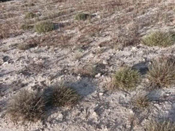 25.000m2 perceel in Yecla met irrigatiewater