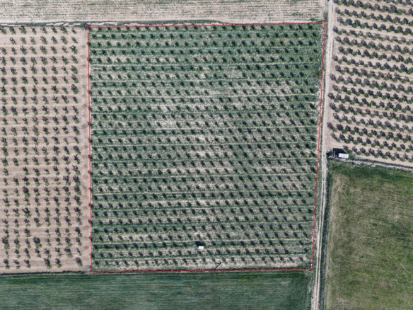 Land te koop in Spanje: Bouwperceel van 21.625 m² met amandelbomen in Yecla (Murcia)
