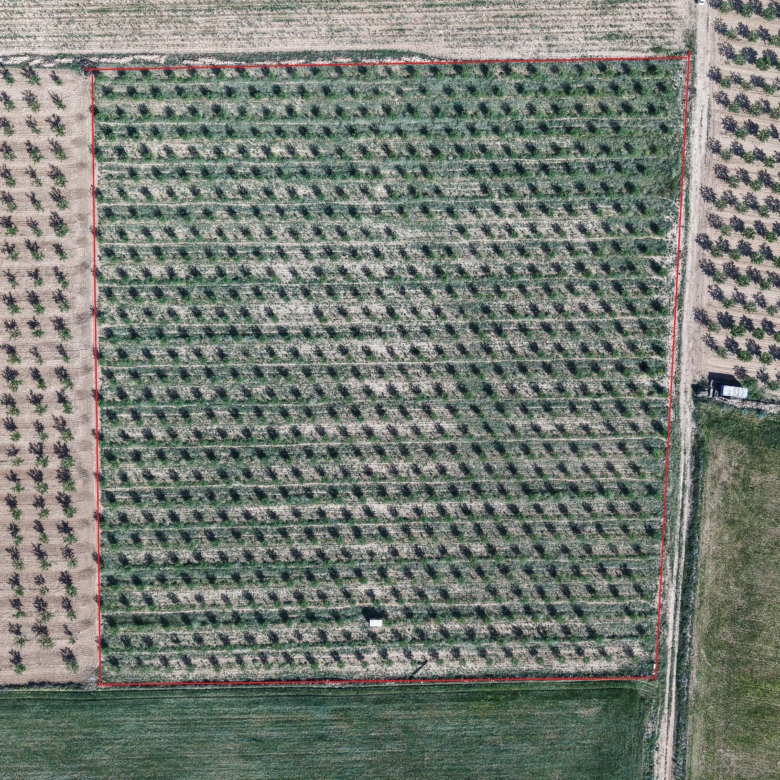 Land te koop in Spanje: Bouwperceel van 21.625 m² met amandelbomen in Yecla (Murcia)