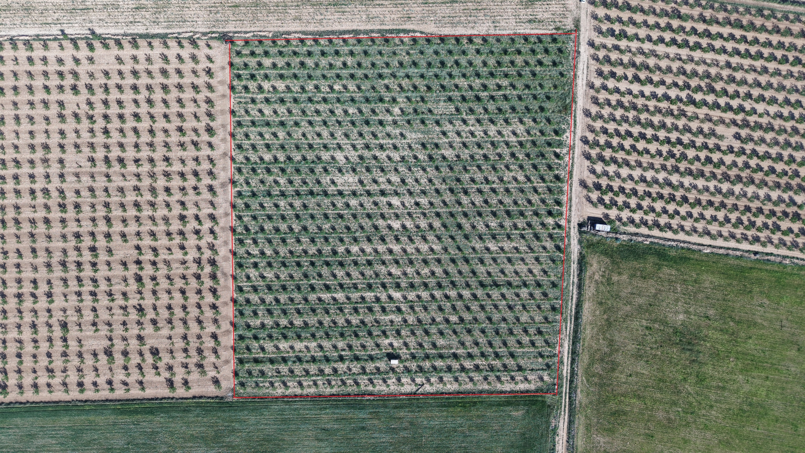 default Land te koop in Spanje: Bouwperceel van 21.625 m² met amandelbomen in Yecla (Murcia)