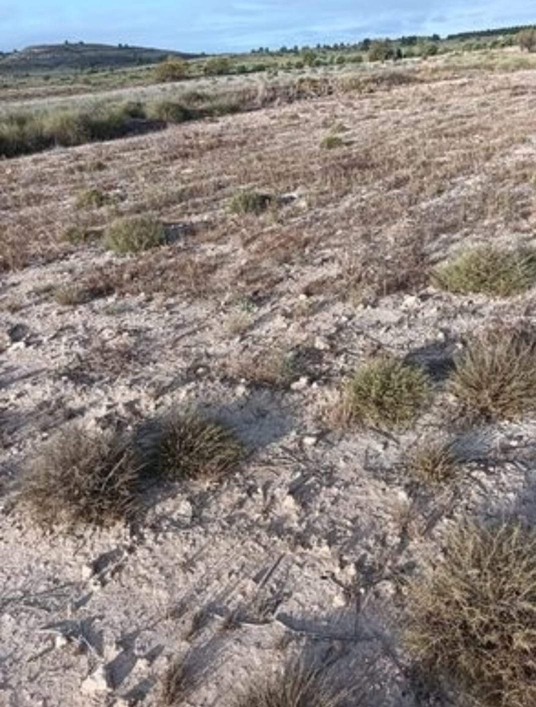 25.000m2 perceel in Yecla met irrigatiewater