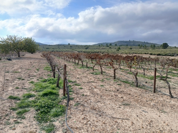 Exclusieve Investeringskans: 60 Hectare Geïrrigeerd Landgoed in Yecla (Murcia)