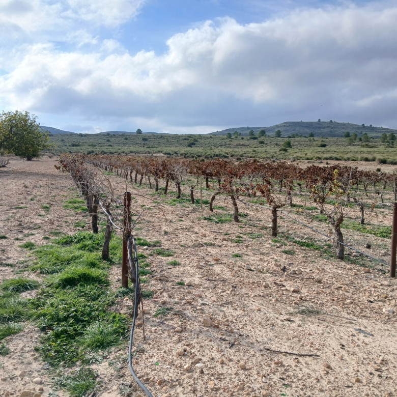 Exclusieve Investeringskans: 60 Hectare Geïrrigeerd Landgoed in Yecla (Murcia)
