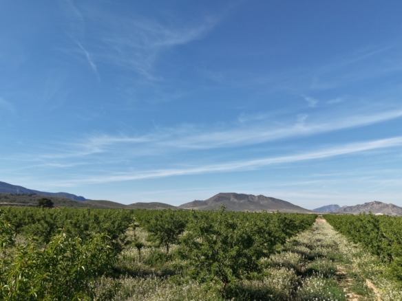 Land te koop in Spanje: Bouwperceel van 21.625 m² met amandelbomen in Yecla (Murcia)