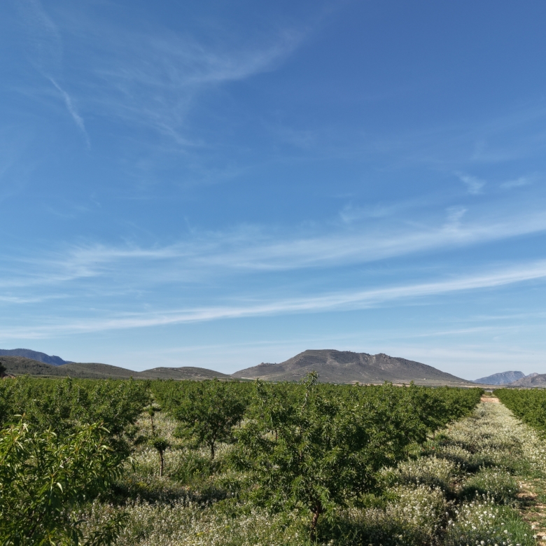 Land te koop in Spanje: Bouwperceel van 21.625 m² met amandelbomen in Yecla (Murcia)