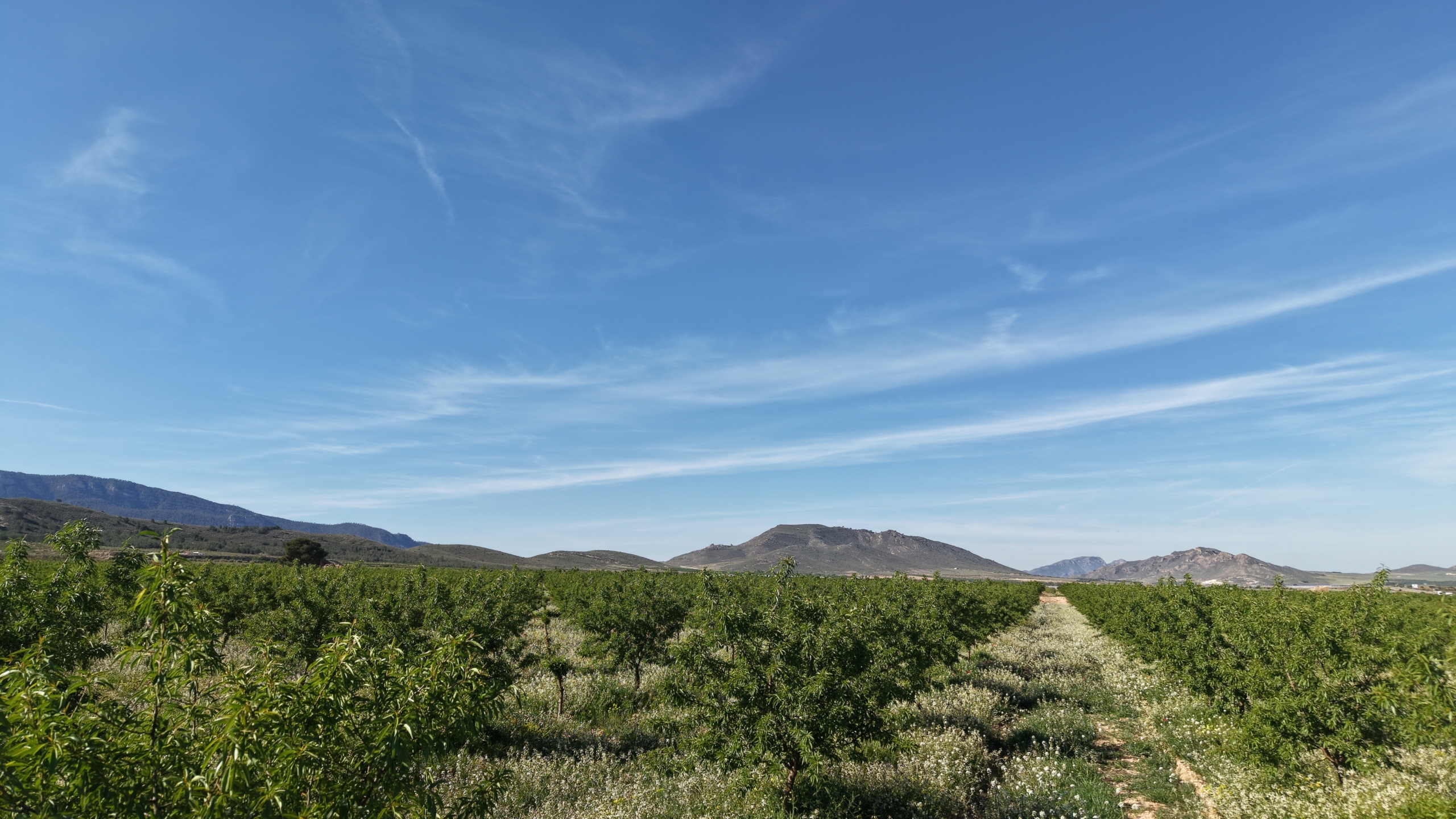 default Land te koop in Spanje: Bouwperceel van 21.625 m² met amandelbomen in Yecla (Murcia)