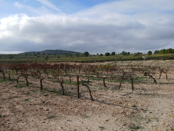 Exclusieve Investeringskans: 60 Hectare Geïrrigeerd Landgoed in Yecla (Murcia)