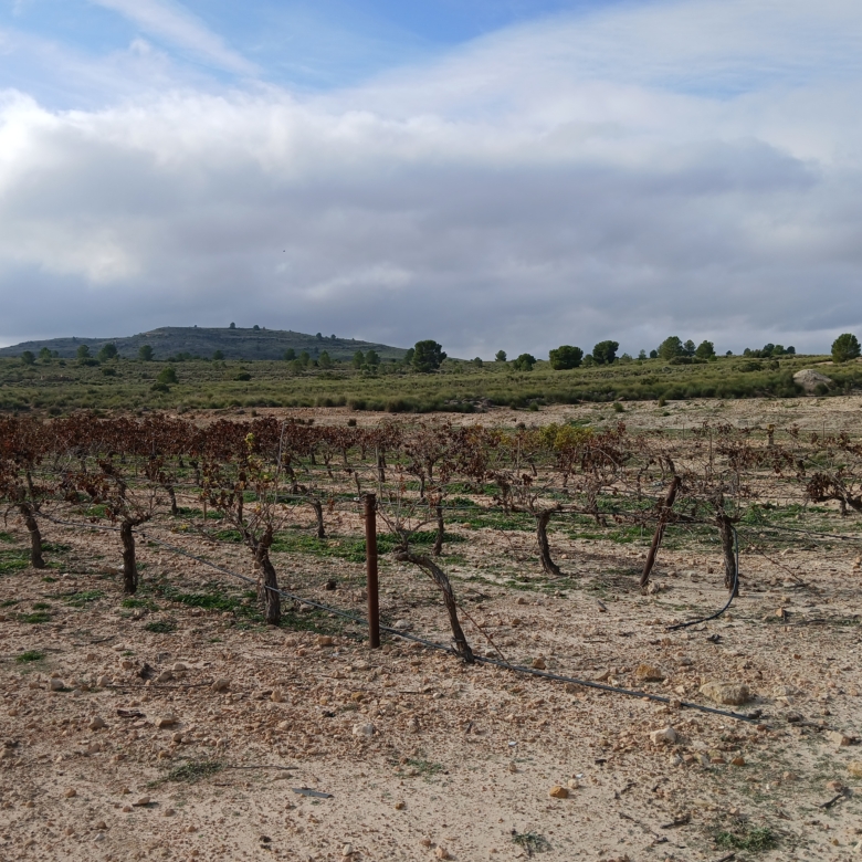 Exclusieve Investeringskans: 60 Hectare Geïrrigeerd Landgoed in Yecla (Murcia)