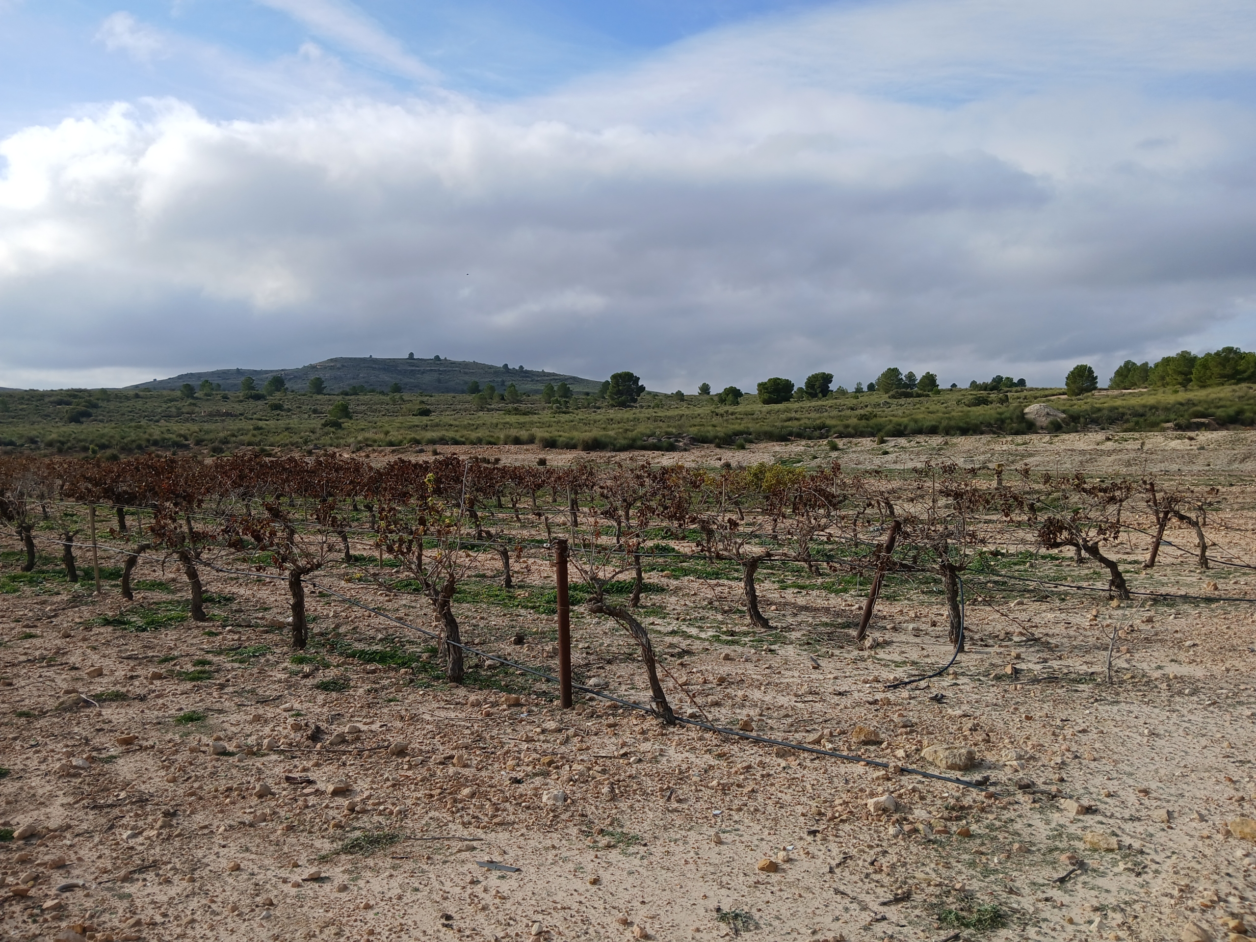 Exclusieve Investeringskans: 60 Hectare Geïrrigeerd Landgoed in Yecla (Murcia)