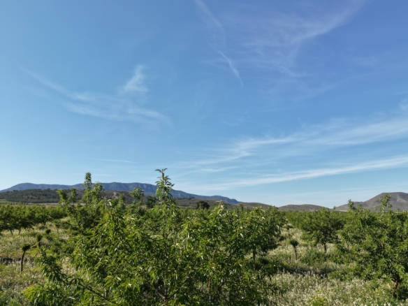 Land te koop in Spanje: Bouwperceel van 21.625 m² met amandelbomen in Yecla (Murcia)