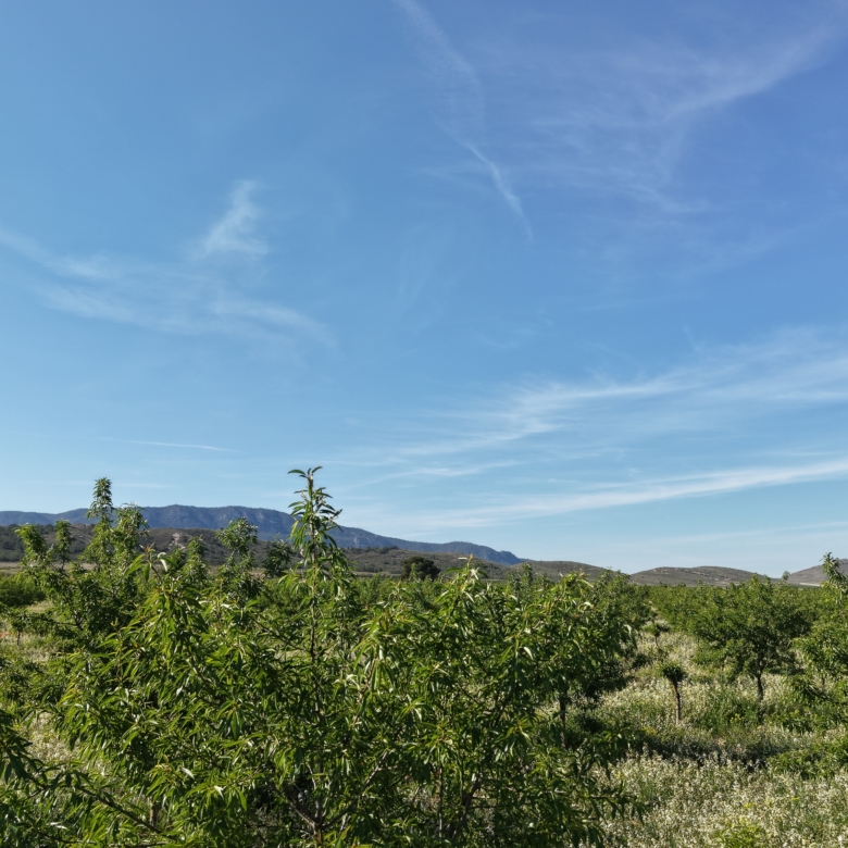 Land te koop in Spanje: Bouwperceel van 21.625 m² met amandelbomen in Yecla (Murcia)