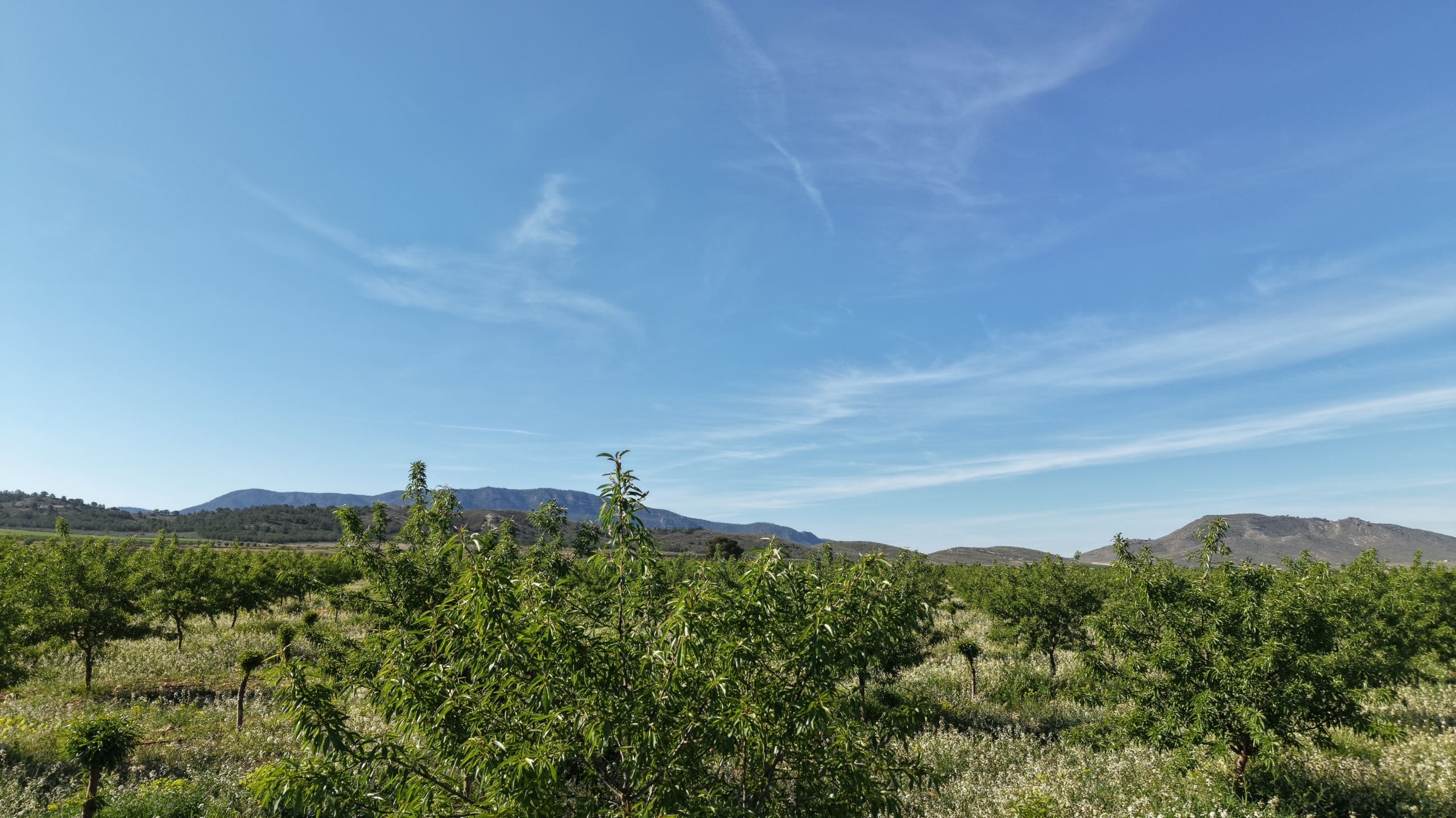 default Land te koop in Spanje: Bouwperceel van 21.625 m² met amandelbomen in Yecla (Murcia)
