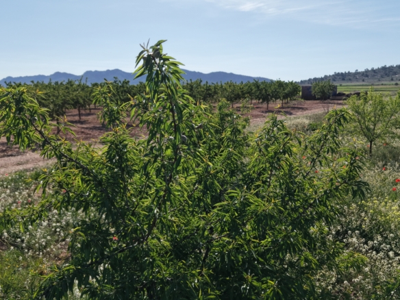Land te koop in Spanje: Bouwperceel van 21.625 m² met amandelbomen in Yecla (Murcia)