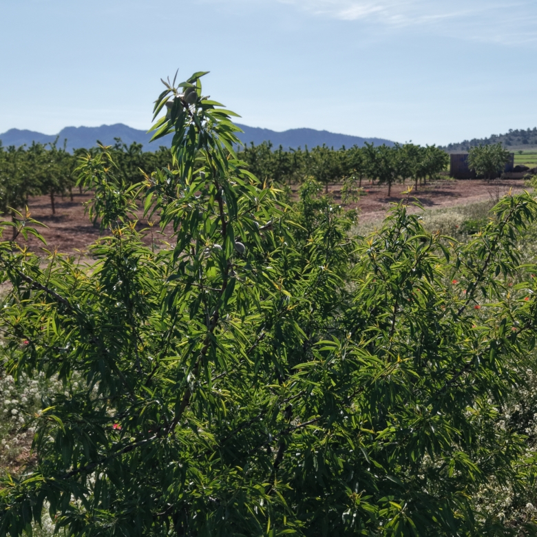 Land te koop in Spanje: Bouwperceel van 21.625 m² met amandelbomen in Yecla (Murcia)