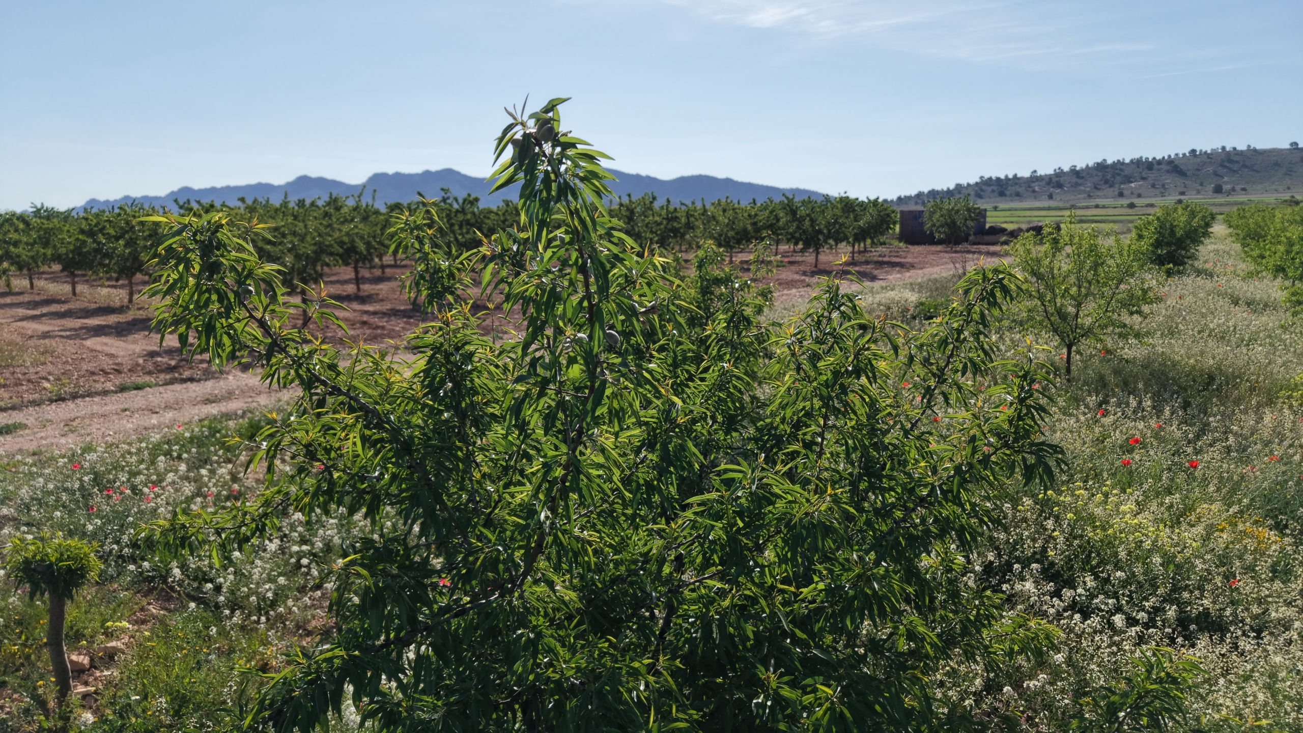 default Land te koop in Spanje: Bouwperceel van 21.625 m² met amandelbomen in Yecla (Murcia)