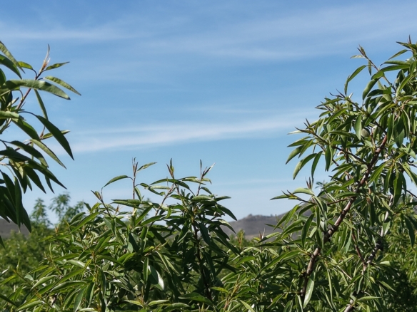 Land te koop in Spanje: Bouwperceel van 21.625 m² met amandelbomen in Yecla (Murcia)