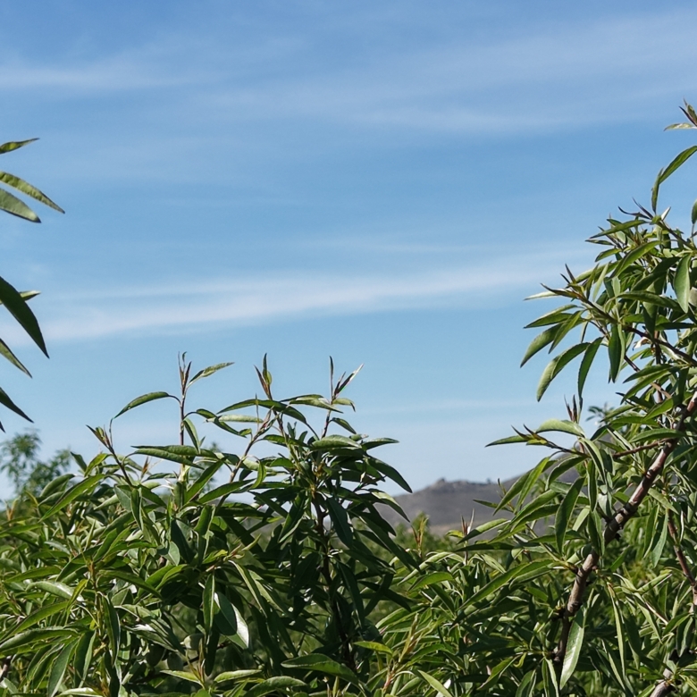 Land te koop in Spanje: Bouwperceel van 21.625 m² met amandelbomen in Yecla (Murcia)