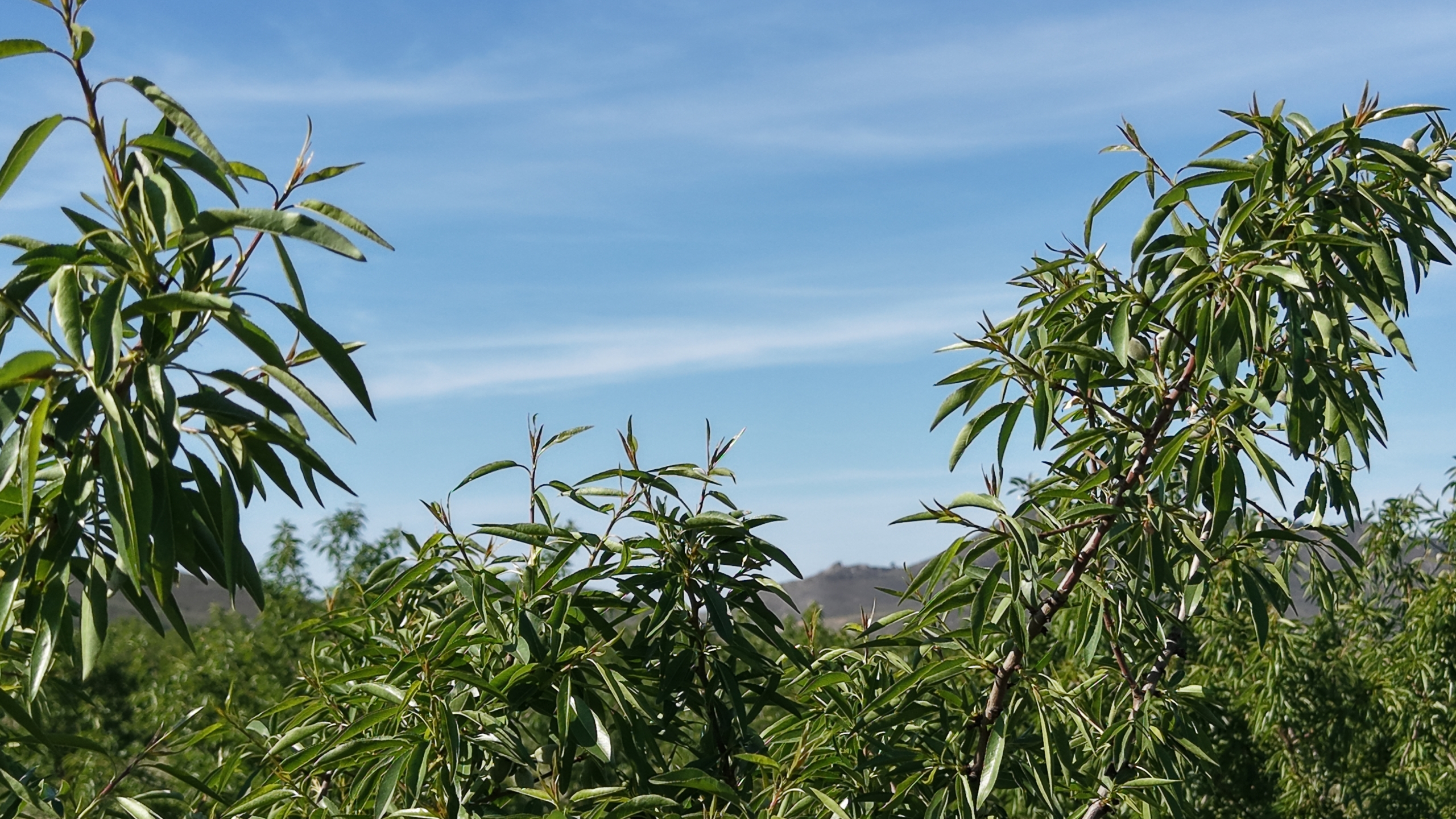 default Land te koop in Spanje: Bouwperceel van 21.625 m² met amandelbomen in Yecla (Murcia)