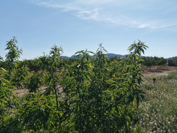 Land te koop in Spanje: Bouwperceel van 21.625 m² met amandelbomen in Yecla (Murcia)