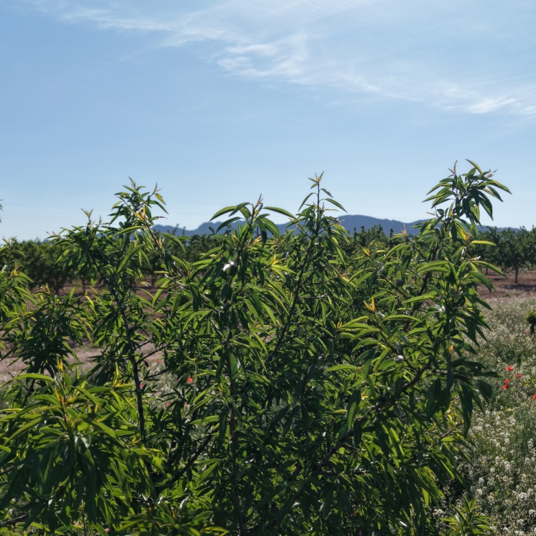 Land te koop in Spanje: Bouwperceel van 21.625 m² met amandelbomen in Yecla (Murcia)