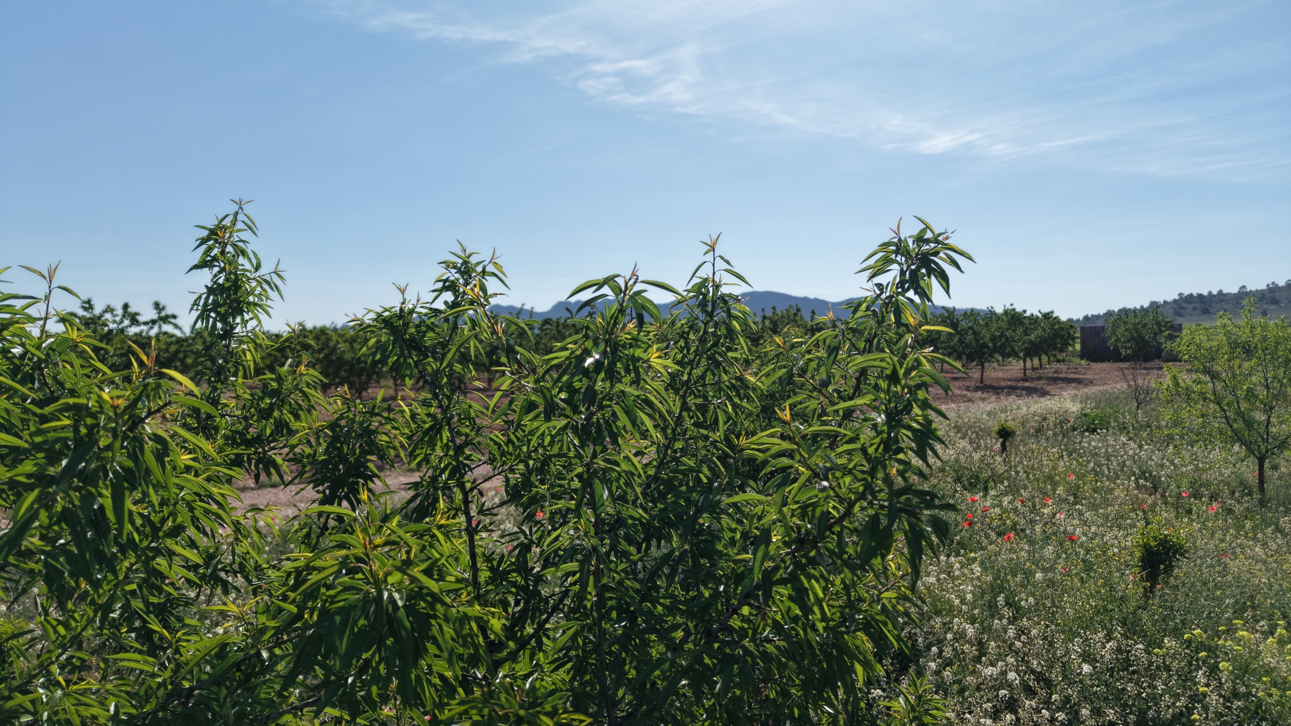 default Land te koop in Spanje: Bouwperceel van 21.625 m² met amandelbomen in Yecla (Murcia)