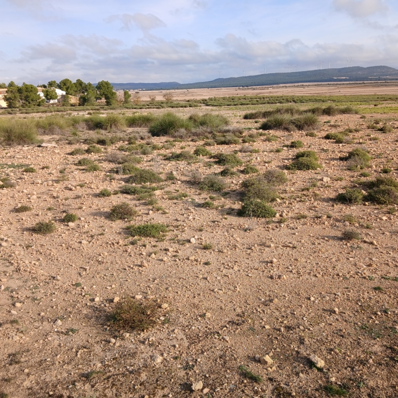 25.000m2 perceel in Yecla met irrigatiewater