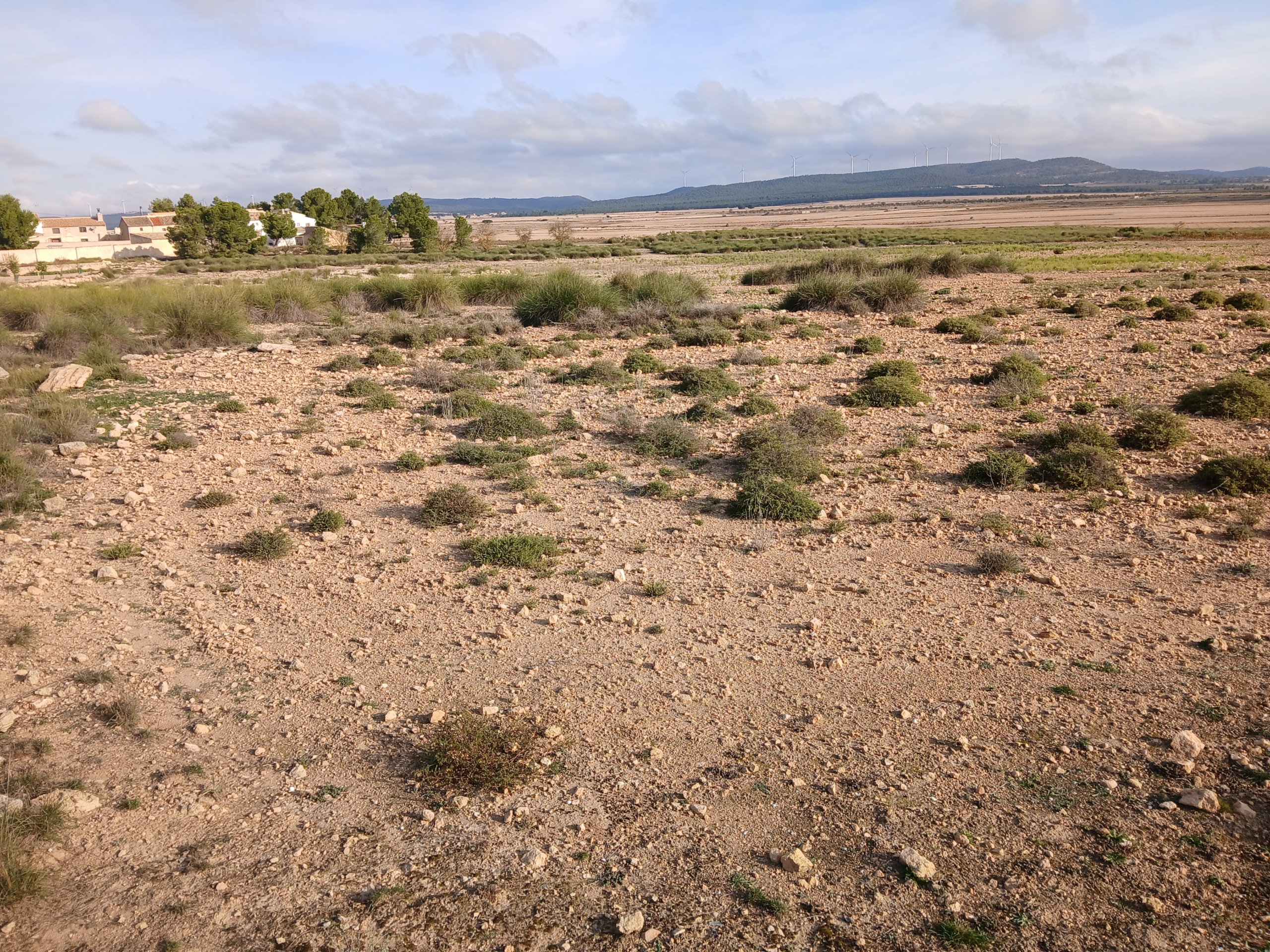 25.000m2 perceel in Yecla met irrigatiewater