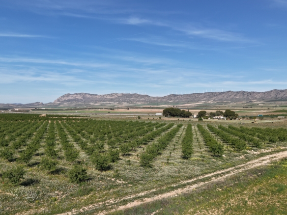 Land te koop in Spanje: Bouwperceel van 21.625 m² met amandelbomen in Yecla (Murcia)