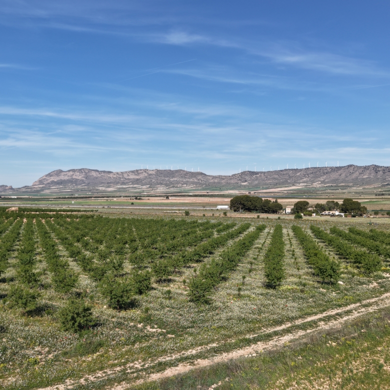 Land te koop in Spanje: Bouwperceel van 21.625 m² met amandelbomen in Yecla (Murcia)