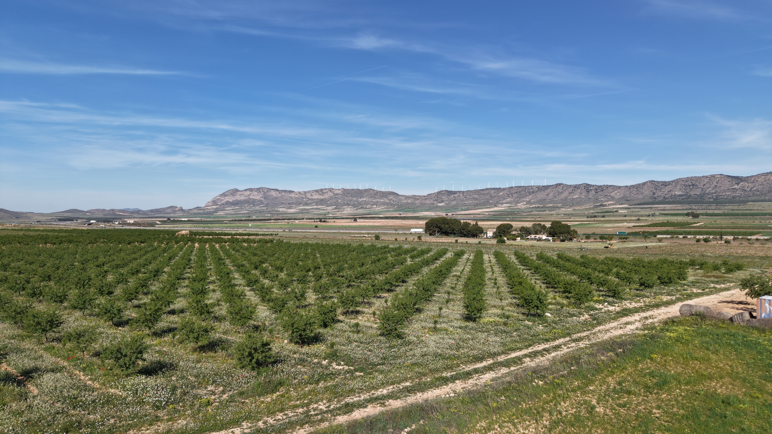 default Land te koop in Spanje: Bouwperceel van 21.625 m² met amandelbomen in Yecla (Murcia)