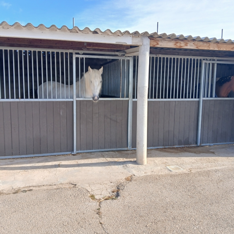 Karakteristiek Paardenobject met REGA-licentie in Monóvar