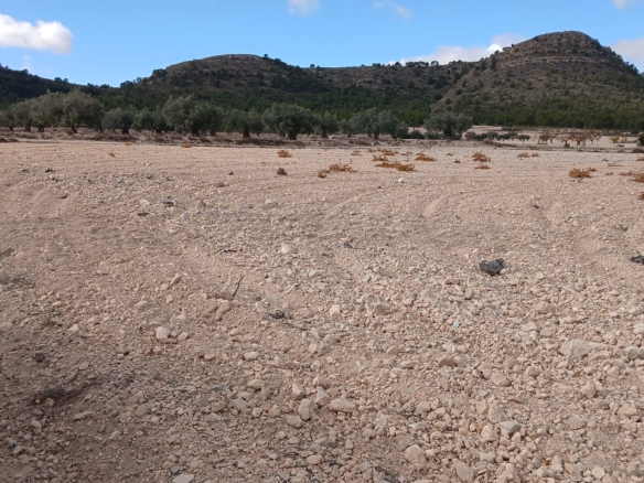 Unieke Investeringskans: Gigantisch Bouwperceel te Koop in Yecla (Murcia)