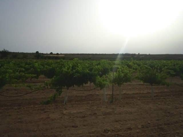 Exclusieve Investeringskans: 60 Hectare Geïrrigeerd Landgoed in Yecla (Murcia)