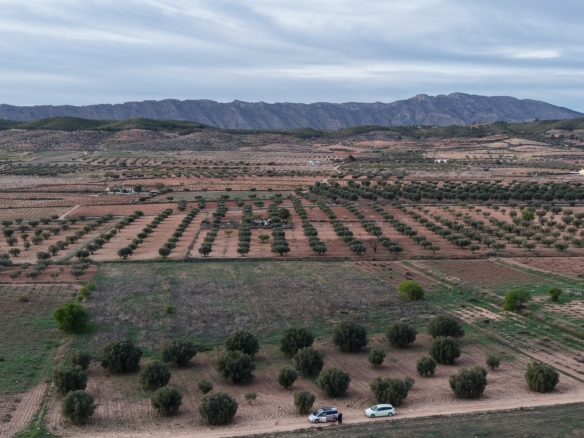 Bouwgrond te koop in Jumilla: Groot bouwperceel met volgroeide olijfbomen