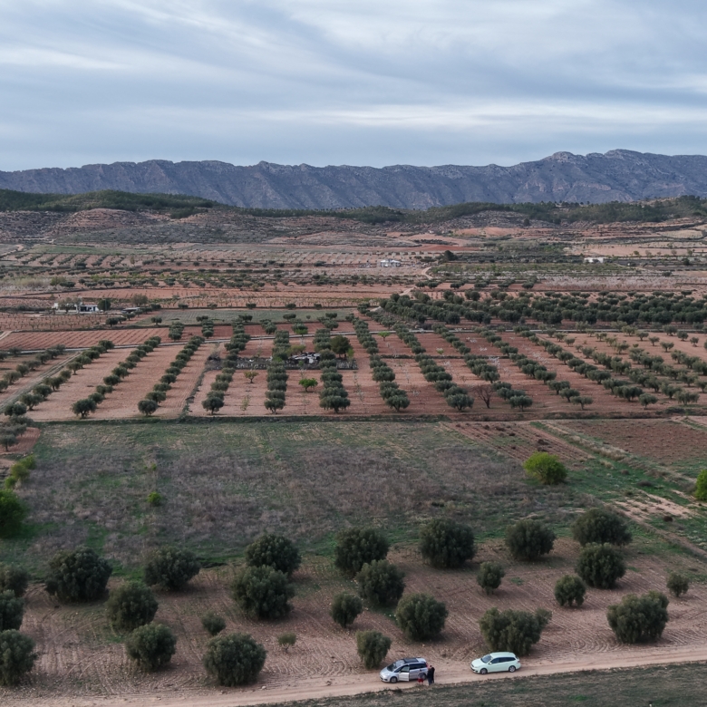 Bouwgrond te koop in Jumilla: Groot bouwperceel met volgroeide olijfbomen
