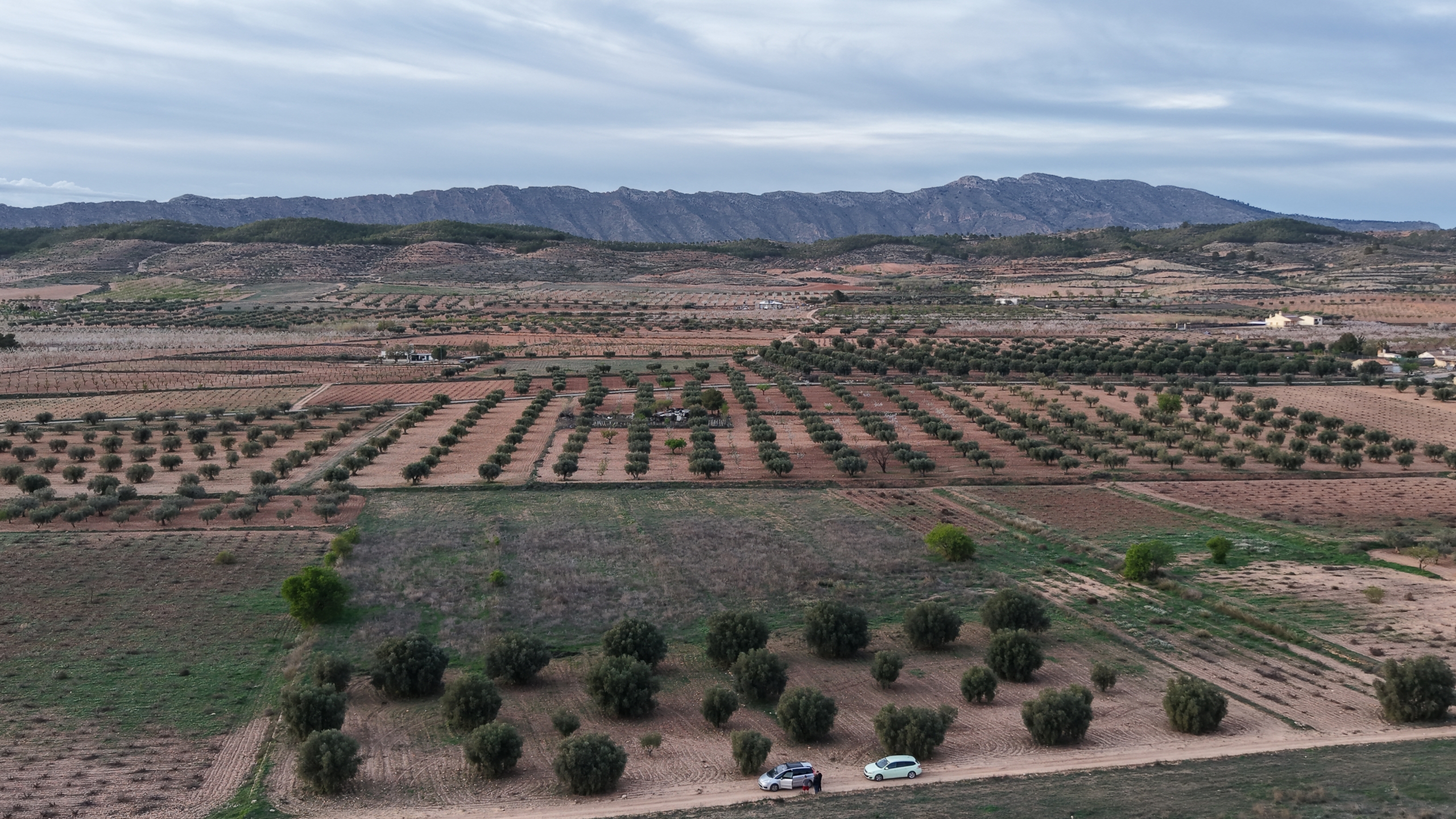 Bouwgrond te koop in Jumilla: Groot bouwperceel met volgroeide olijfbomen