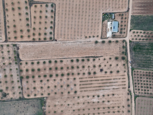 Prachtig vlak bouwperceel met volwassen olijfbomen te koop in Jumilla (Murcia)