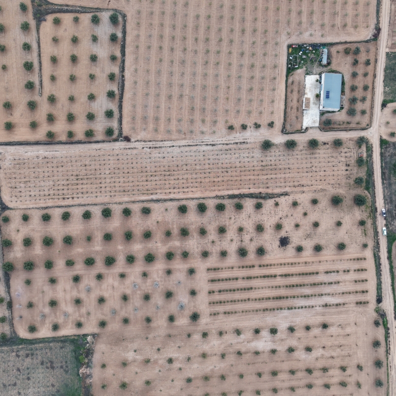 Prachtig vlak bouwperceel met volwassen olijfbomen te koop in Jumilla (Murcia)
